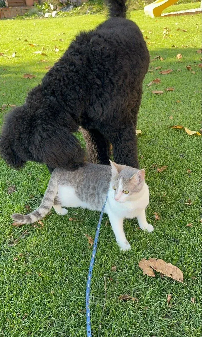❤️ Hľadáme nový domov pre zachránenú mačičku 🐾