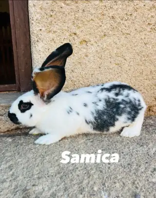 5,5 mesačnú samicu kríženec NOS a BO