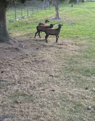 Ovce na predaj