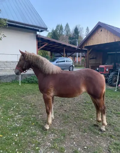 Sliezsky Norik