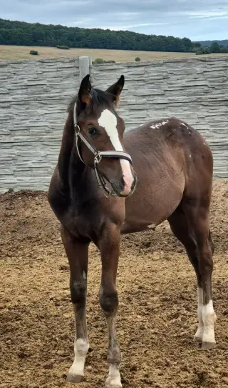 Appaloosa zrebcek