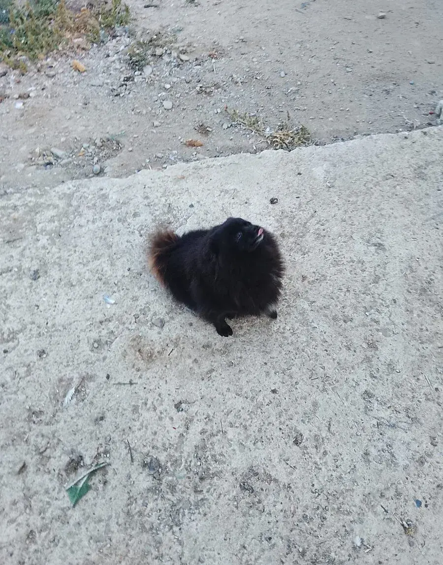 Nadpis: Na predaj: krásne šteniatka typu špic 🐶❤️