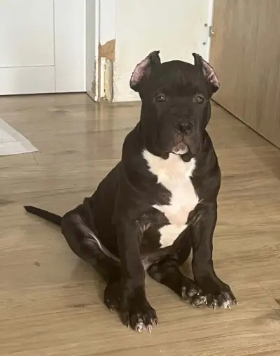 Fenka AmericanBully XL