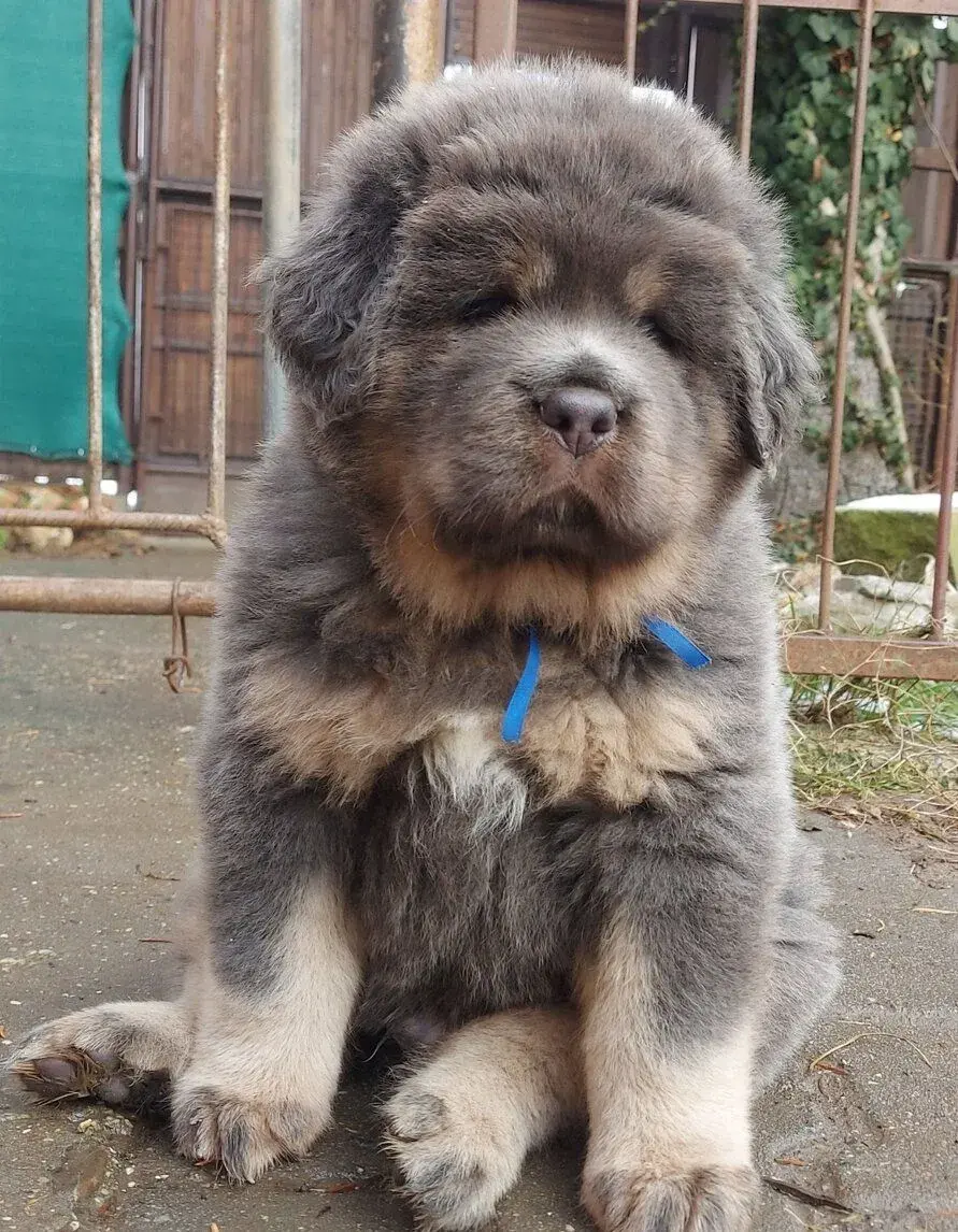 Tibetská doga - šteniatka s PP