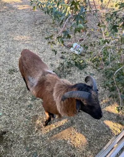 Barana