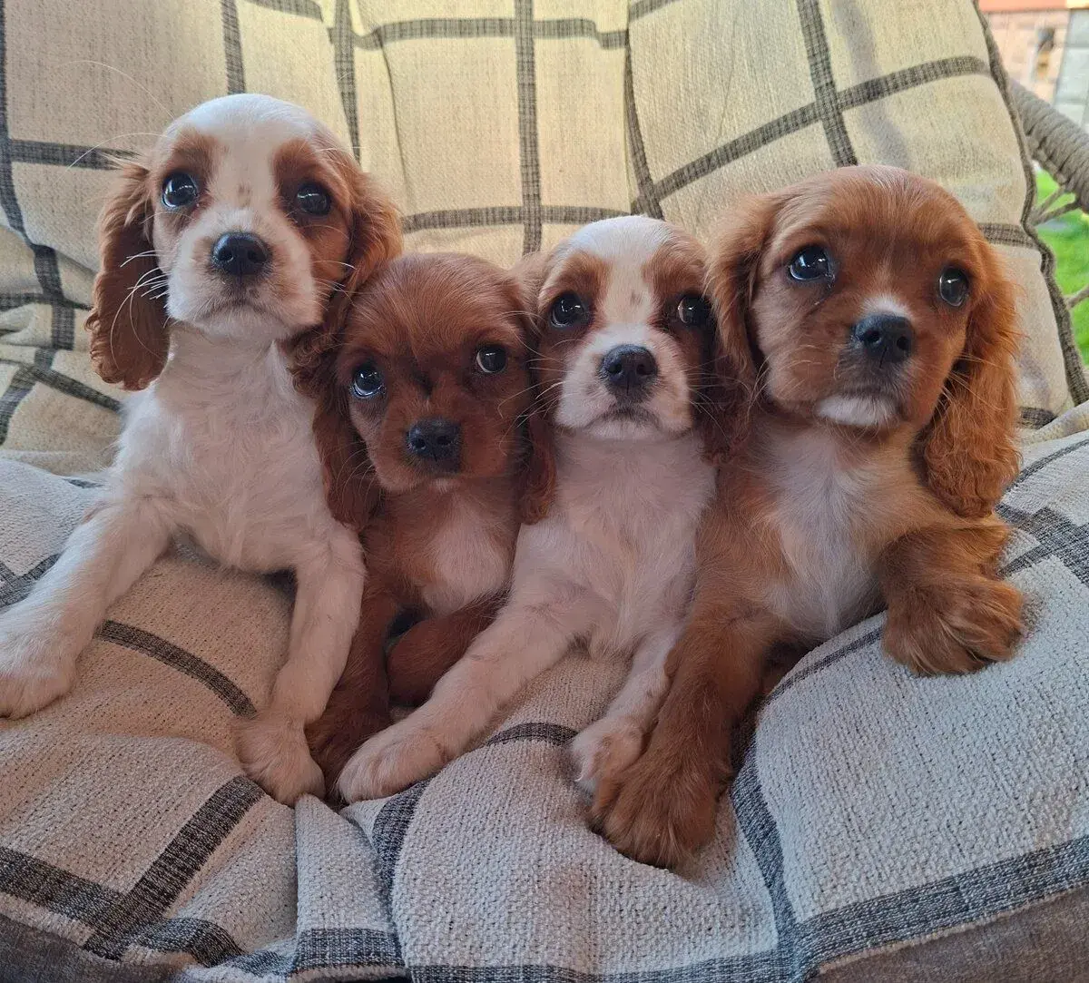 Cavalier king Charles Španiel