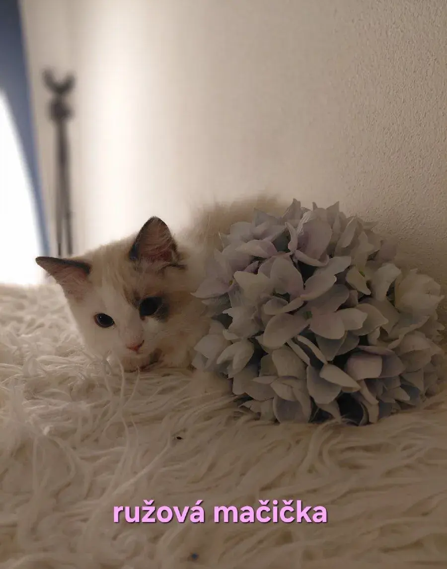 Ragdoll mačička
