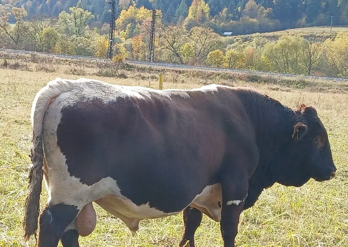 Plemenný býk