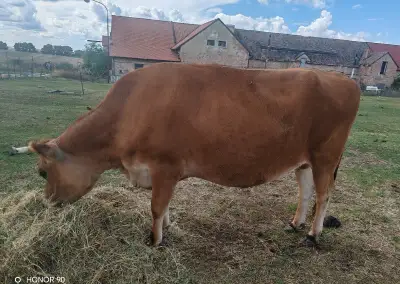 Mladá jalovica Jersey