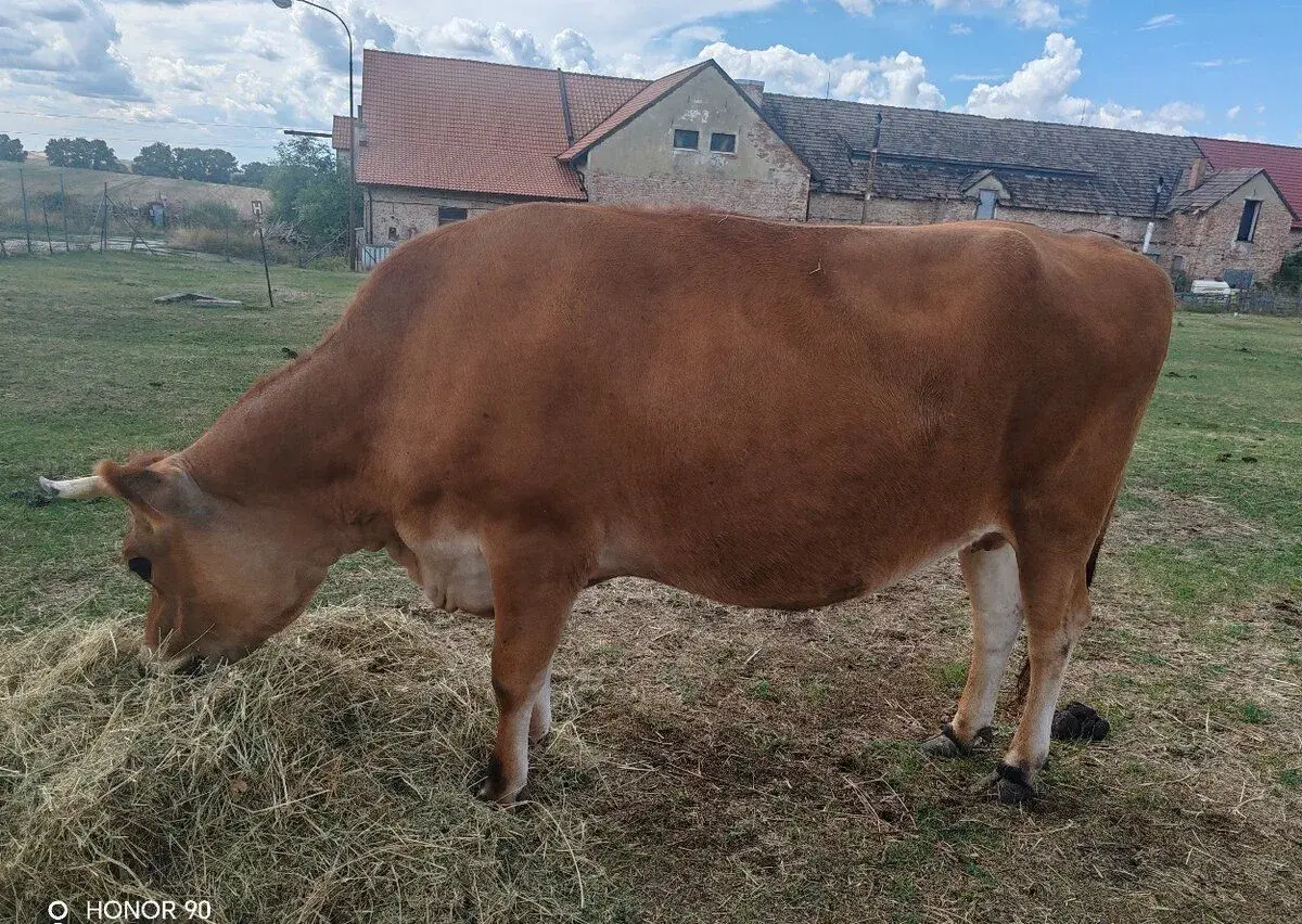 Mladá jalovica Jersey