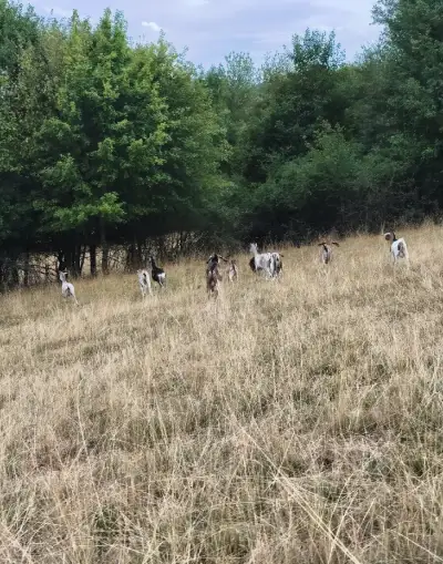 🐐 Kozičky a capkovia na predaj
