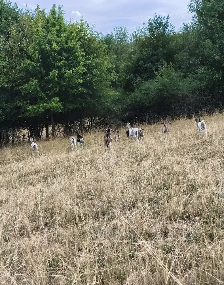 🐐 Kozičky a capkovia na predaj