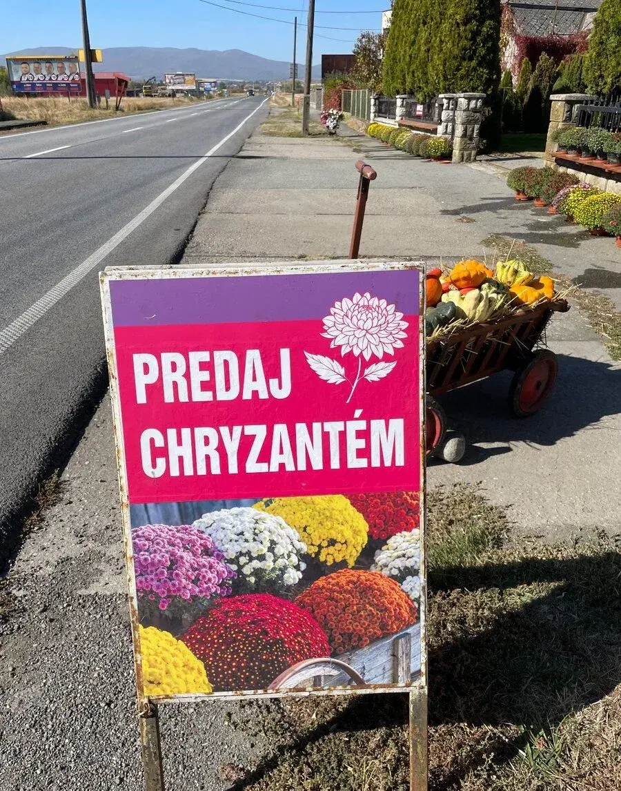 Chryzantémy