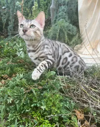 Bengalska macka s PP