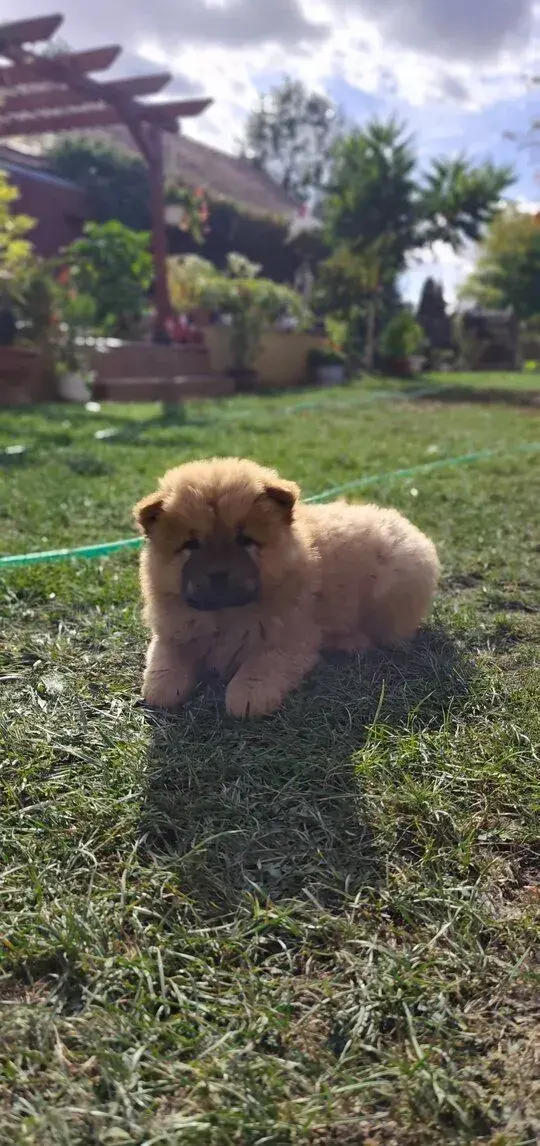Cau cau - chow chow