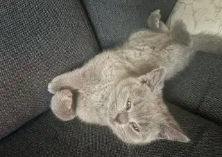 Britské mačiatka BSH