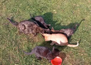 Mačiatka