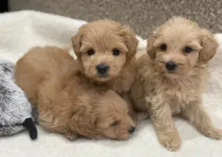 Maltipoo