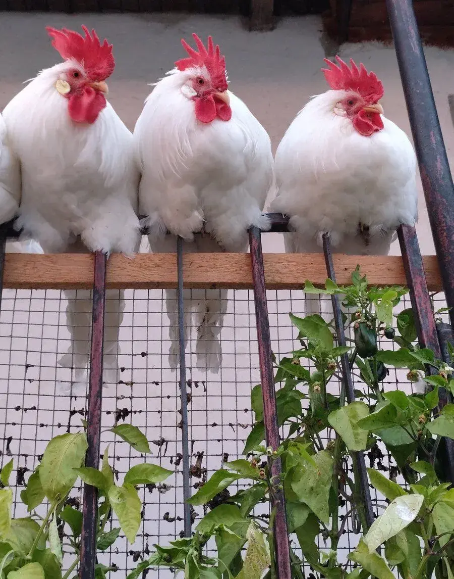 Kohúty Leghorn