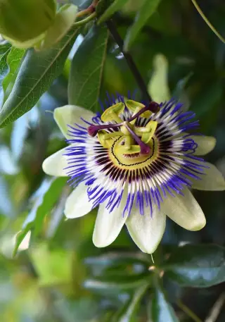 Passiflora (Mučenka) - rastliny