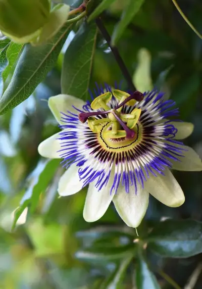 Passiflora (Mučenka) - rastliny