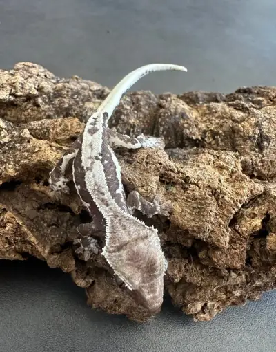 Pagekon riasnatý (Correlophus Ciliatus)