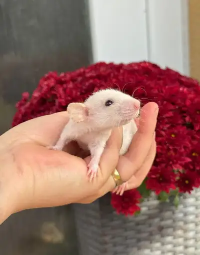 🍓❤️potkaníky s vp 🍓❤️