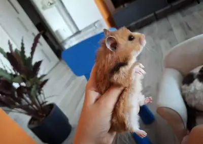 Škrečok sýrsky