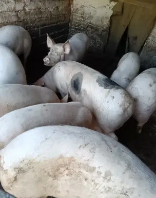 Ošípané na predaj