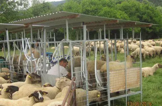 Dojáreň, stojisko, zoradište oviec pri strojnom dojení