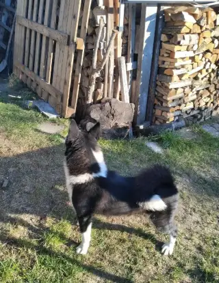 Karelsky Medvedí Pes