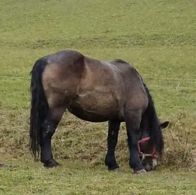 Ťažnu kobylu
