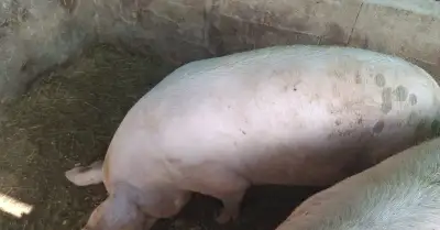 Svina na domacu zabijacku