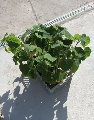 Cisársky strom - PAULOWNIA