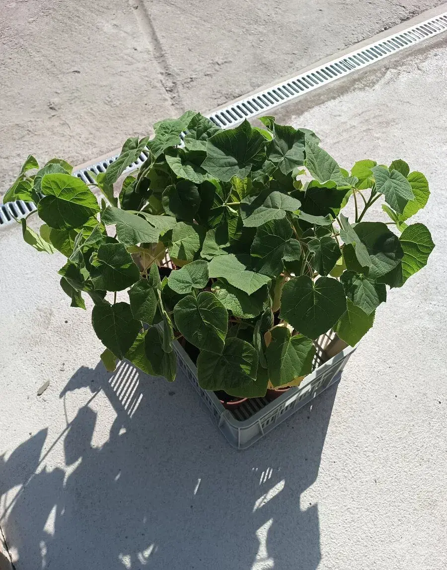 Cisársky strom - PAULOWNIA