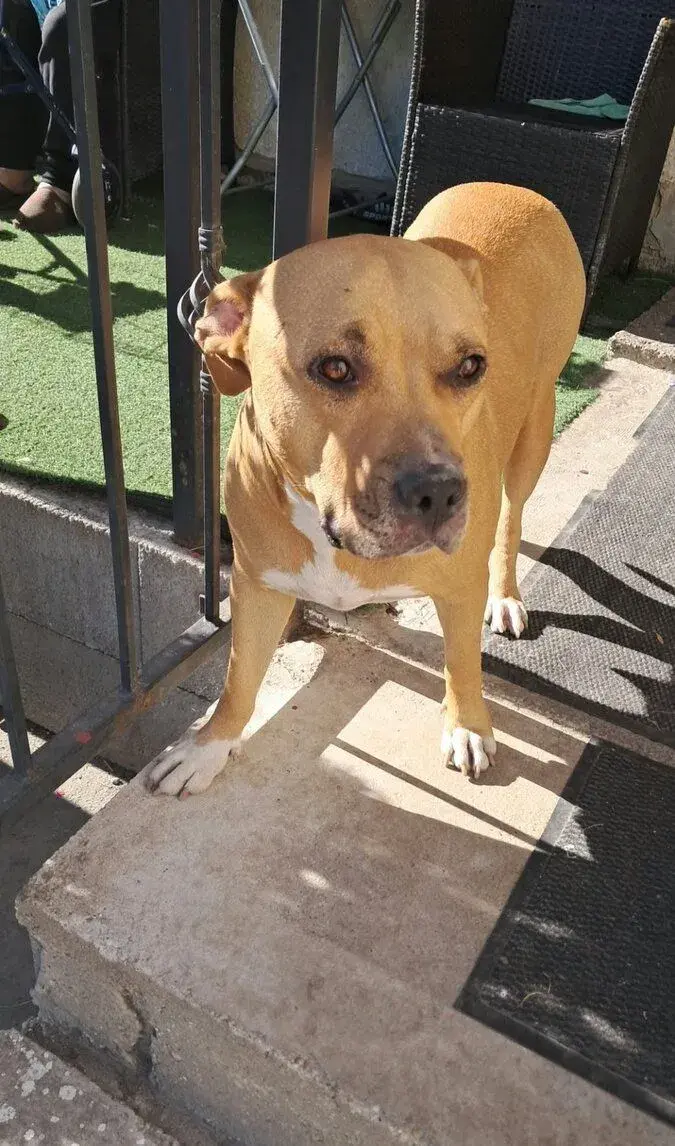 American Staffordshire Terrier