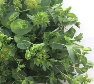 Buplerum rotundifolium