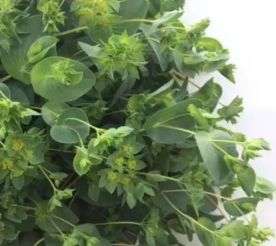 Buplerum rotundifolium