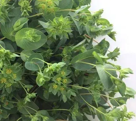 Buplerum rotundifolium
