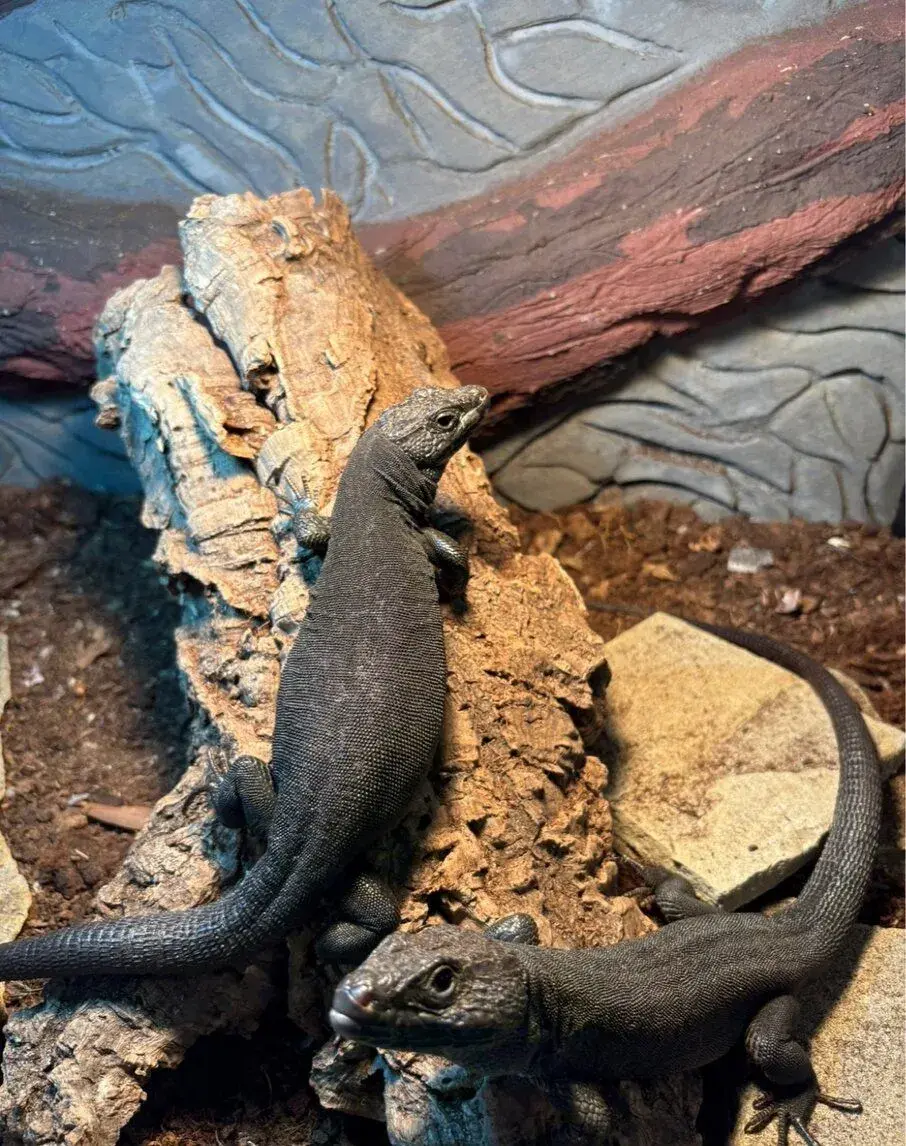 Timon lepidus melanistic 1.1