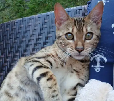 bengal bengalska macka bengalske maciatka