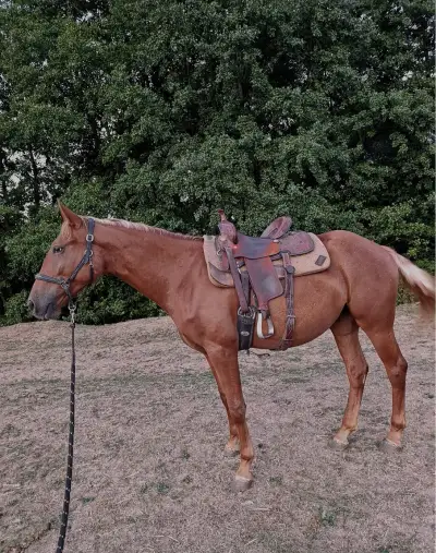 Appaloosa kobyla