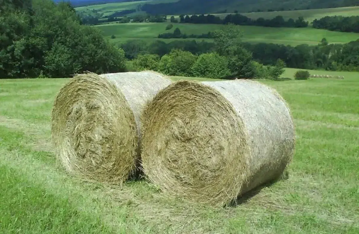 Seno. Tohtoročné balíky.