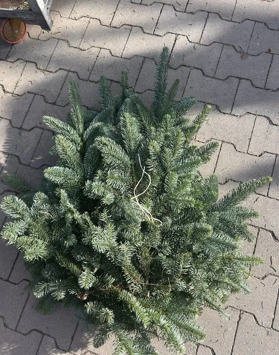 Neopadavá čečina