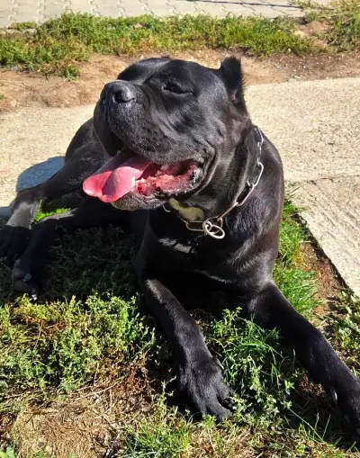 Cane corso s PP