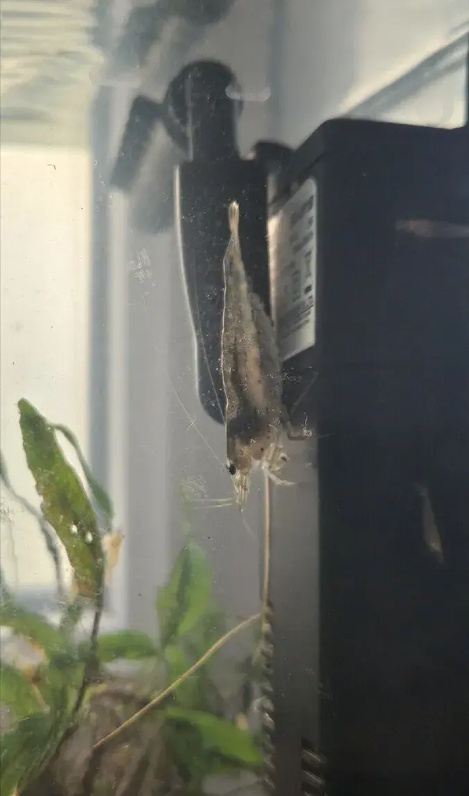 Kreveta Amano XL - Caridina Japonica