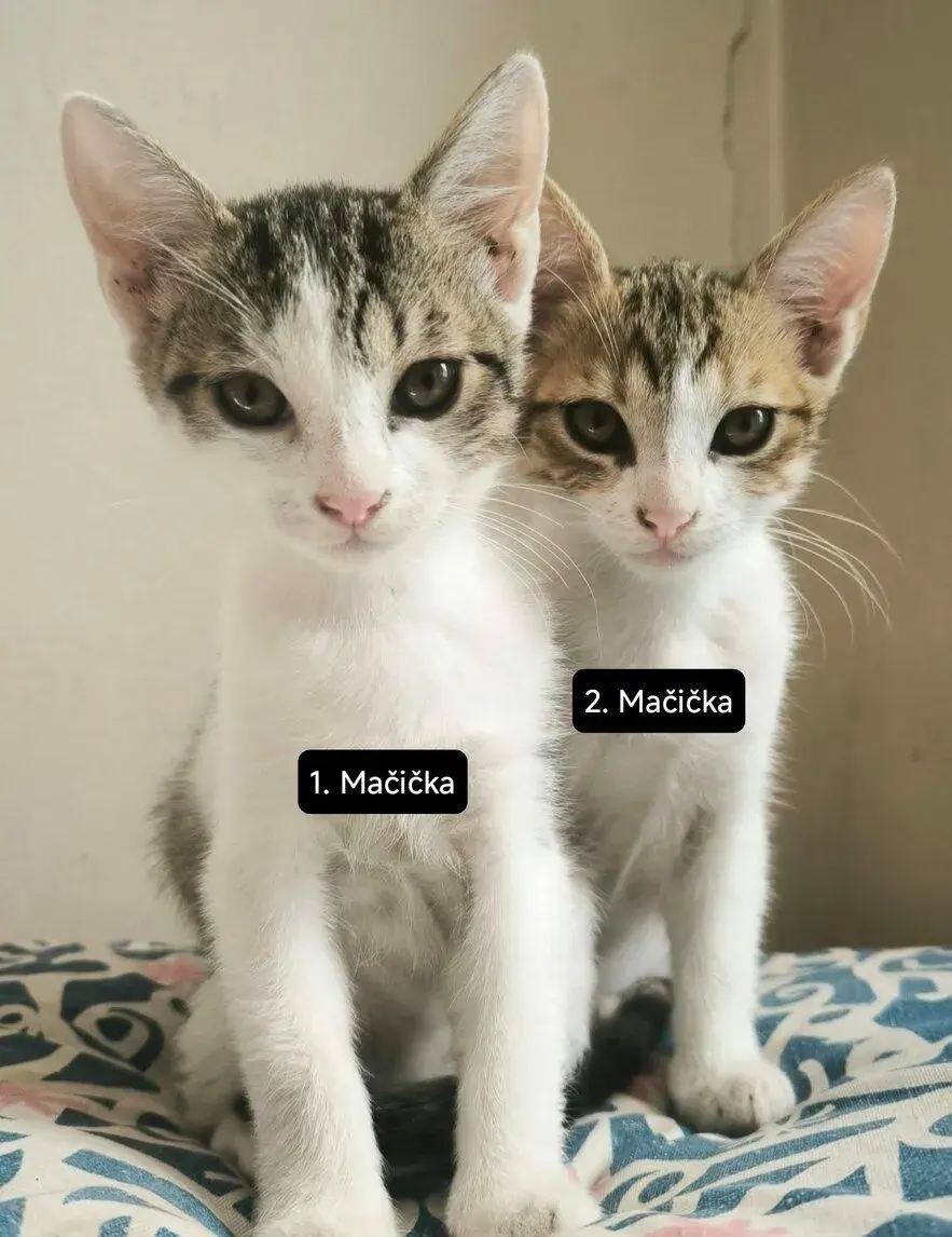 Darujeme mačiatko