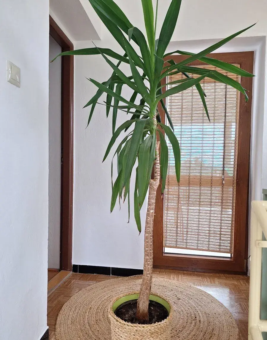Yucca izbova rastlina