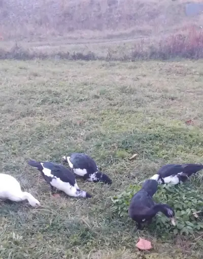 Kačky pižmove
