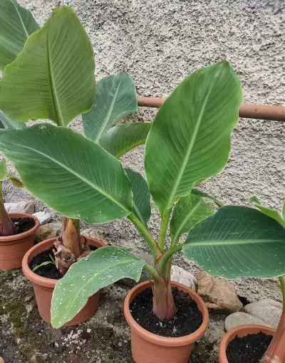 Bananovnik
